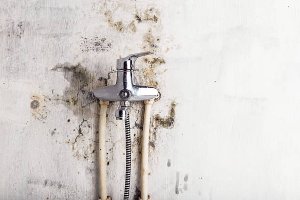 Best Home Mold Removal  in Belford, NJ