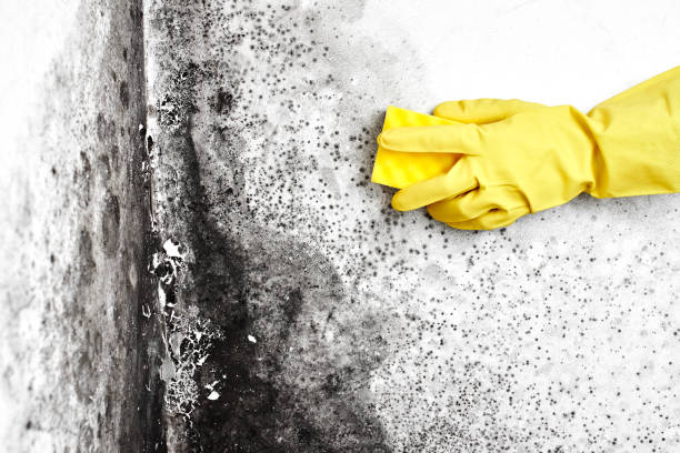 Best Emergency Mold Removal  in Belford, NJ