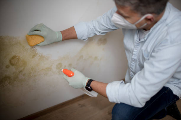 Best Mold Cleaning Services  in Belford, NJ