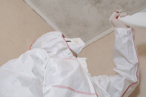 Best Home Mold Removal  in Belford, NJ