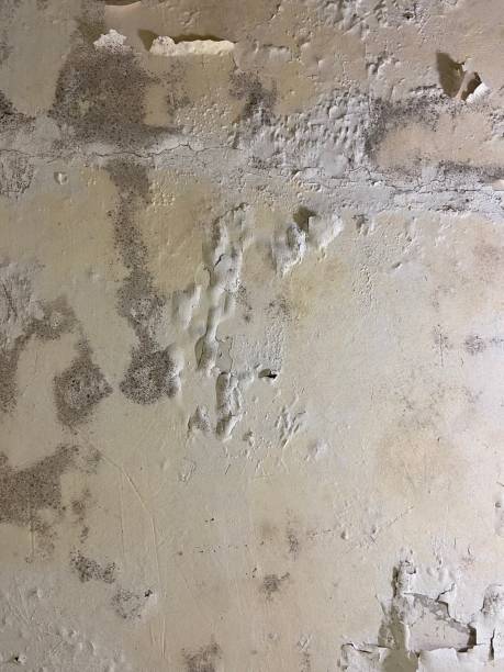 Best Mold Remediation  in Belford, NJ