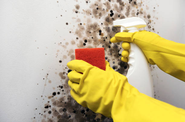 Best Mold Remediation  in Belford, NJ