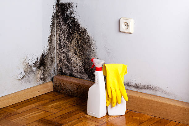 Best Commercial Mold Removal  in Belford, NJ