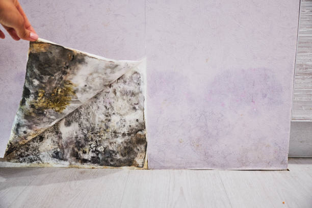 Belford, NJ Mold Removal Company
